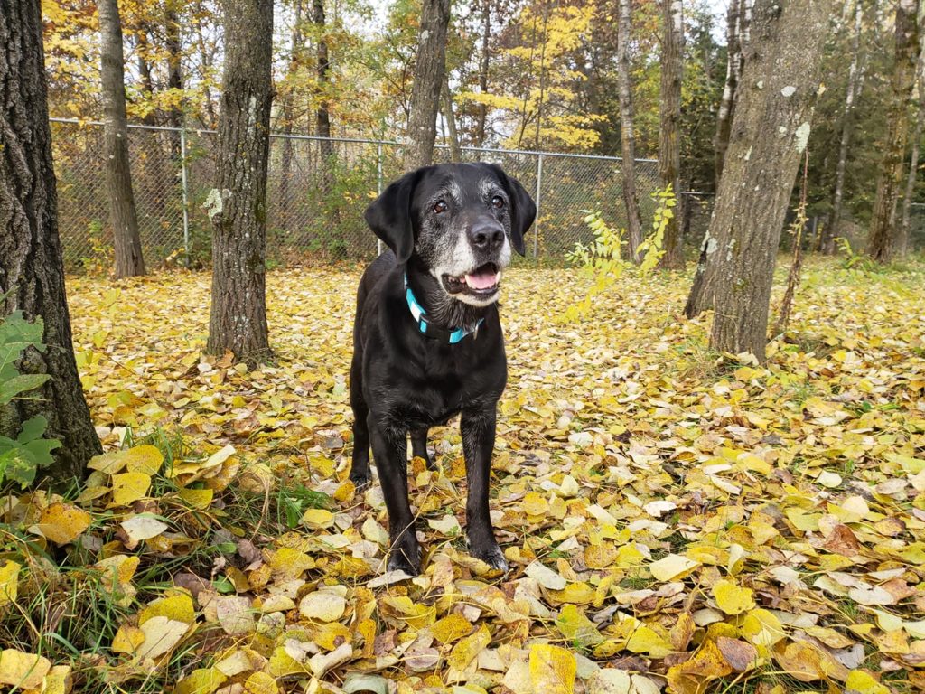 old-age-is-not-a-disease-bob-s-house-for-dogs