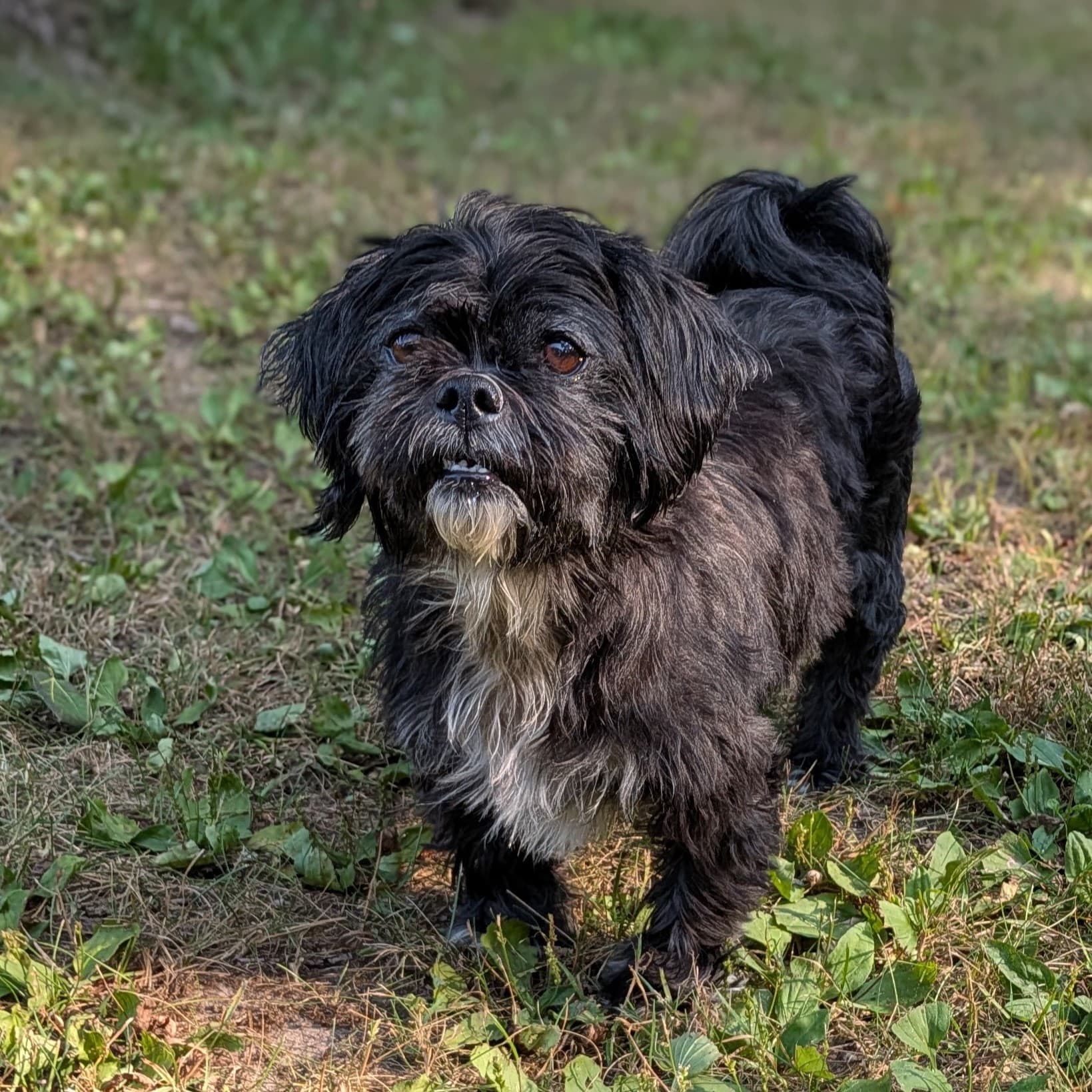 Chewy