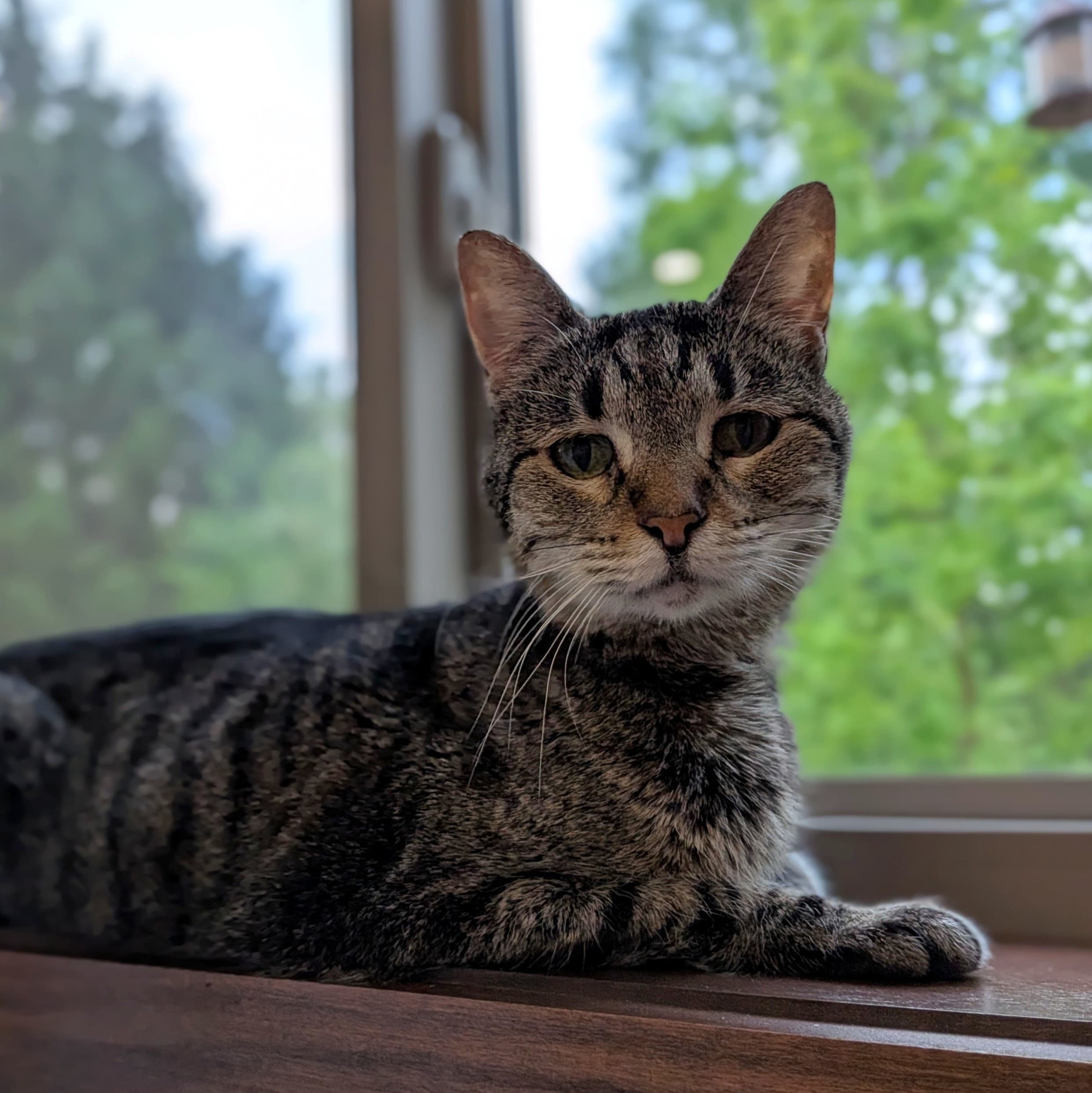 Cora