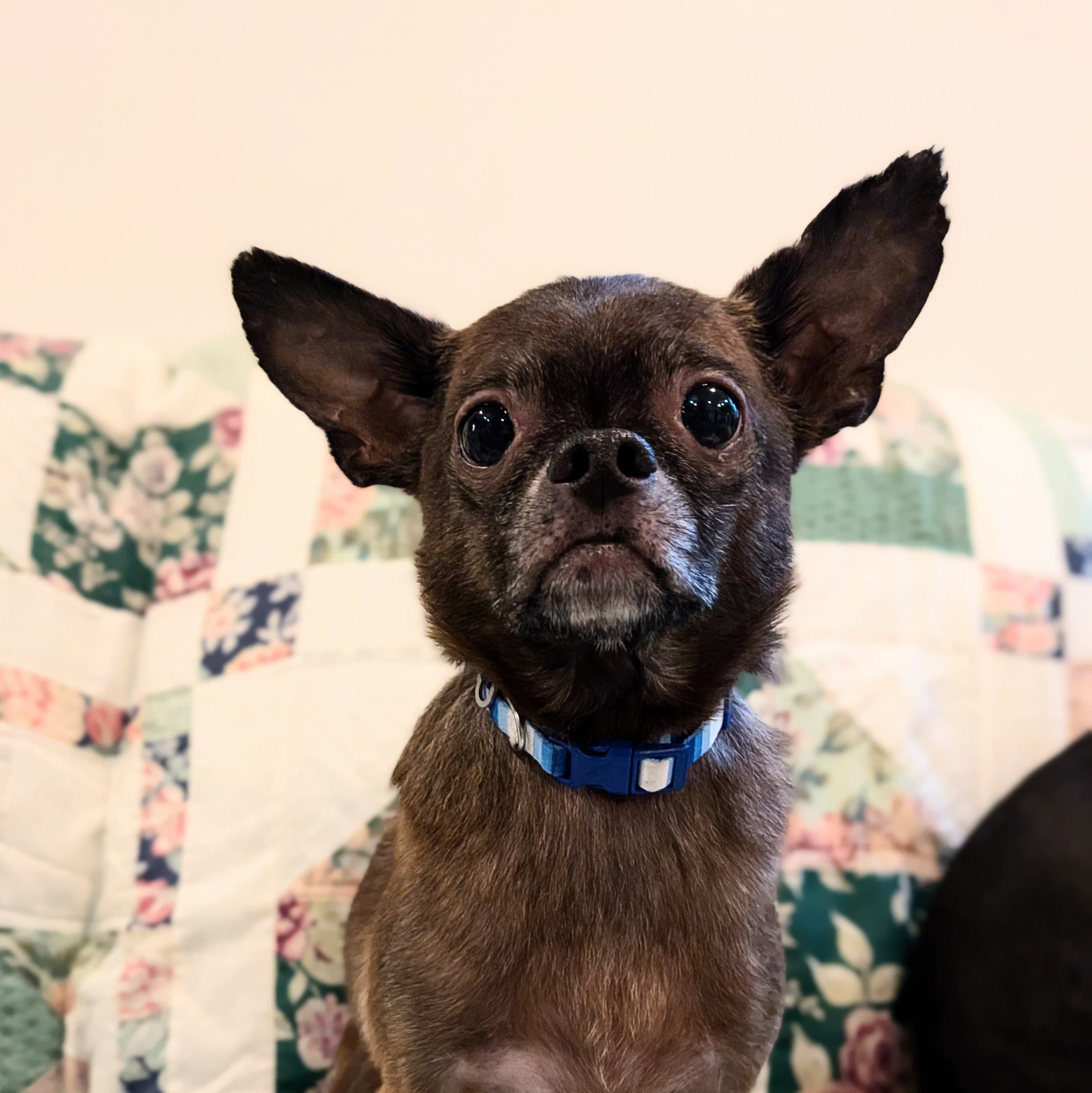 Dobbie