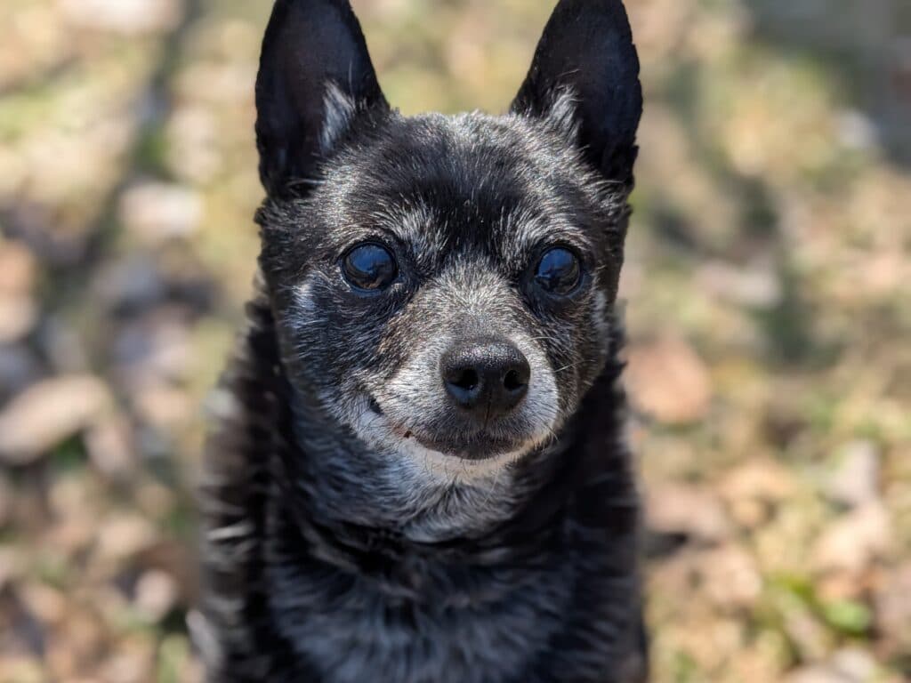 Ebony